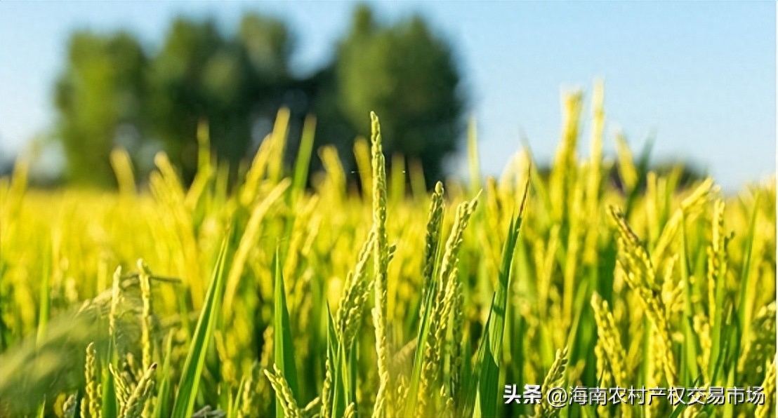 車輛抵押融資(土地違規(guī)抵押融資整改)? (http://www.tony-an.com/) 知識問答 第1張